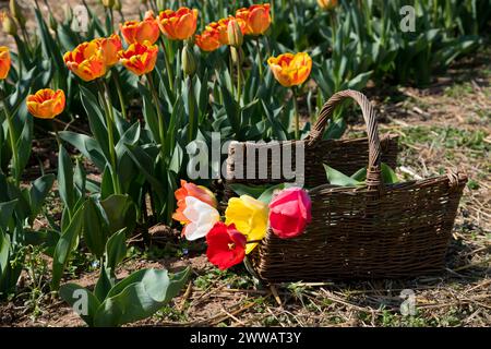 Wicker basket with fresh colorful tulips placed on sunlit ground near flowers on spring day in garden Foto Stock