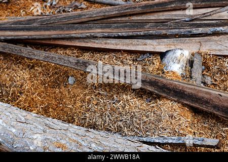 La segatura o la polvere di legno texture dello sfondo. Foto Stock