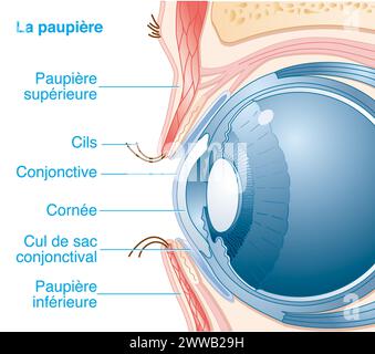 La palpebra. Rappresentazione nella sezione sagittale mediana dell'occhio e della palpebra con evidenziazione delle loro strutture. Foto Stock