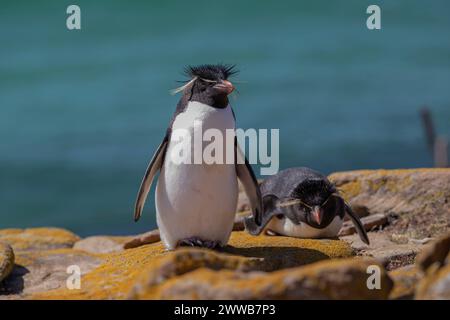 Pinguino Rockhopper (Eudyptes chrysocome), in piedi su rocce ricoperte di licheni, Saunders Island, Falklands, gennaio 2024 Foto Stock