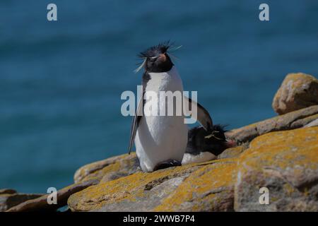 Pinguino Rockhopper (Eudyptes chrysocome), in piedi su rocce ricoperte di licheni, Saunders Island, Falklands, gennaio 2024 Foto Stock