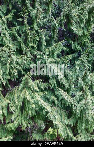 La fotografia dettagliata cattura la lussureggiante complessità del fogliame sempreverde, presentando una vista astratta che sottolinea la bellezza naturale Foto Stock