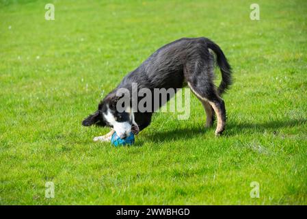 Un piccolo cucciolo tricolore di Collie all'aperto in un campo al sole primaverile Foto Stock