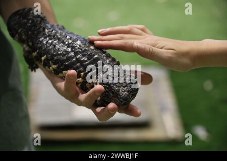 Sydney, Australia. Sabato 23 marzo 2024. Il Sydney Royal Easter Show si svolge dal 22 marzo al 2 aprile 2024 presso il Sydney Olympic Park. Nella foto: La Tiliqua rugosa, più comunemente nota come la lucertola shingleback o bobtail, è una specie a coda corta e lenta di skink dai toni blu endemica dell'Australia. È comunemente nota come lucertola shingleback o sonnolente. Situato nel padiglione per animali domestici. Credito: RM/Alamy Live News Foto Stock