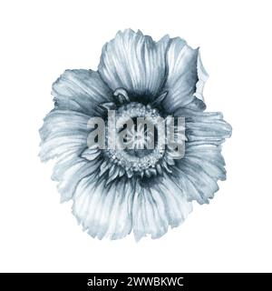 Acquerello monocromatico fiori di papavero grigio-blu, steli, gemme, foglie, vasi per un bouquet, farfalle, bacche, nastri, archi per cornici, confini, invi Foto Stock