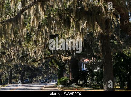 Grandi querce con muschio spagnolo appeso e che copre Bay Street a Beaufort, South Carolina Foto Stock