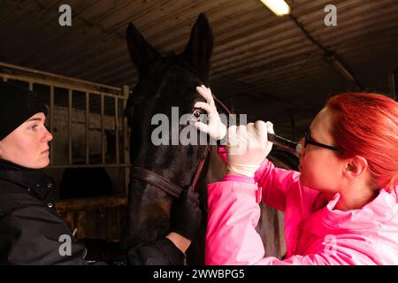 Veterinario che esegue un esame oftalmico su un cavallo. Veterinario che ispeziona l'occhio Foto Stock