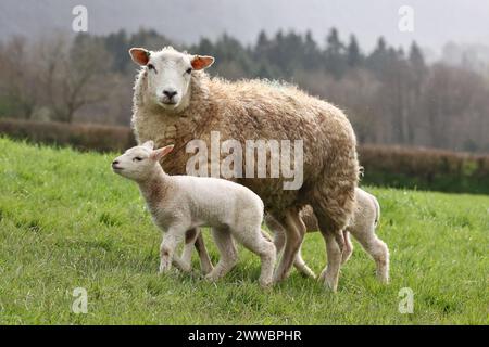 Dunsford, Devon, Regno Unito. 23 marzo 2024. Agnelli super carini appena nati a Dunsford, Devon, Regno Unito. Crediti: Nidpor/Alamy Live News Foto Stock