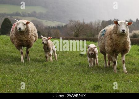 Dunsford, Devon, Regno Unito. 23 marzo 2024. Agnelli super carini appena nati a Dunsford, Devon, Regno Unito. Crediti: Nidpor/Alamy Live News Foto Stock