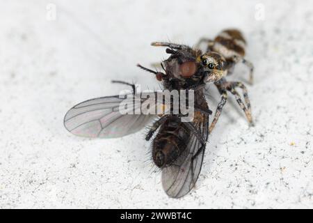 Un ragno che salta (Salticus scenicus) con una mosca cacciata sul davanzale. Foto Stock