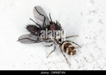 Un ragno che salta (Salticus scenicus) con una mosca cacciata sul davanzale. Foto Stock