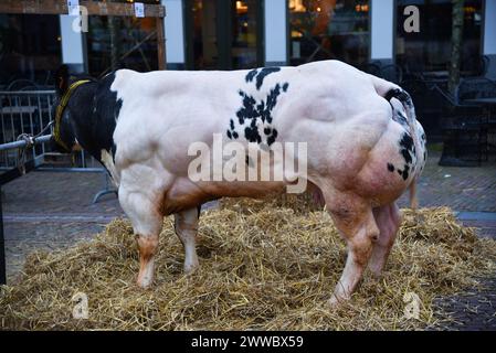 Schagen, Paesi Bassi. 20 marzo 2024. Paasvee, l'esposizione annuale del bestiame a Schagen, Paesi Bassi. Foto di alta qualità Foto Stock