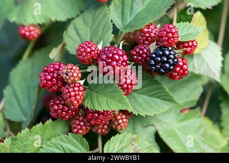 Frutti di more Foto Stock