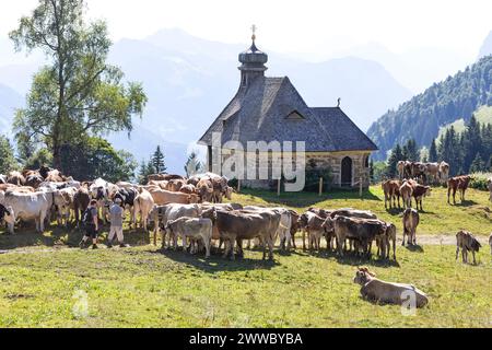 Bovini Brown Swiss e Fleckvieh presso la Cappella di Hochälpele sul Bödele a Schwarzenberg nel Bregenzerwald, Vorarlberg, Austria Foto Stock