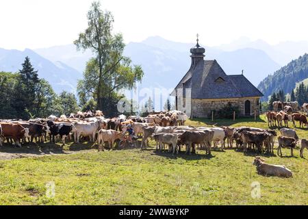 Bovini svizzeri bruni e Simmental presso la Cappella di Hochälpele sul Bödele a Schwarzenberg nel Bregenzerwald, Vorarlberg, Austria Foto Stock