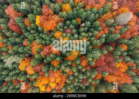 Germania, Baden-Wurttemberg, vista aerea della foresta autunnale della catena montuosa Schurwald Foto Stock