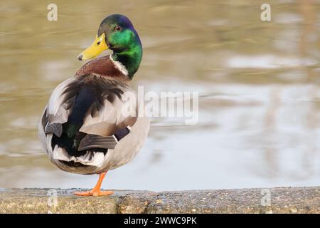 Anatra maschila in piedi su una gamba al lago Cemetety, Southampton Common Foto Stock