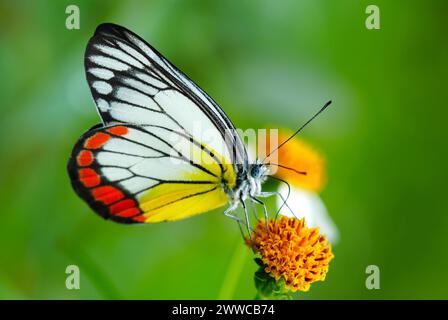 Primo piano di una bellissima farfalla chiamata jezebel dipinto. Foto Stock