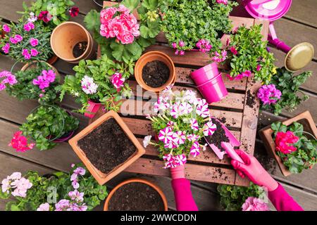 Donna che giarda fiori rosa nel giardino con balcone Foto Stock