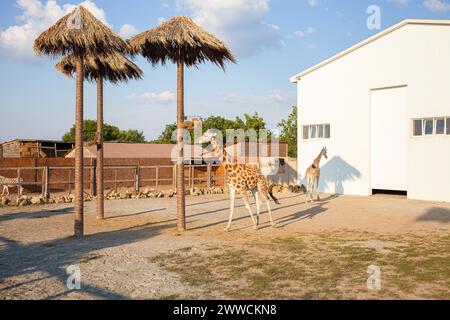 Splendida giraffa nel biopark, affari sugli animali africani, turismo. lento Foto Stock