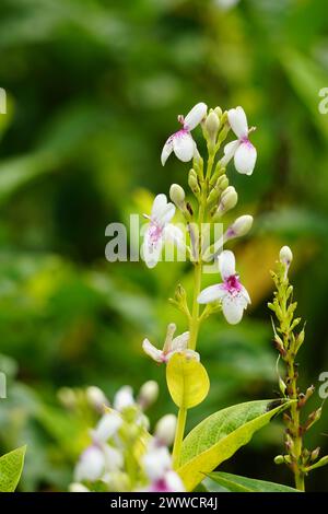 Pseuderanthemum reticulatum (gelsomino giapponese, melati jepang) con sfondo naturale Foto Stock