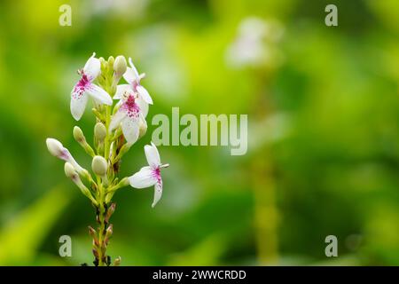 Pseuderanthemum reticulatum (gelsomino giapponese, melati jepang) con sfondo naturale Foto Stock