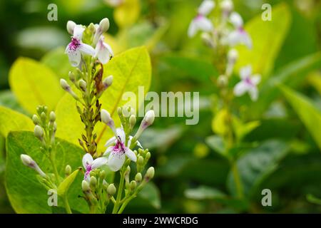 Pseuderanthemum reticulatum (gelsomino giapponese, melati jepang) con sfondo naturale Foto Stock