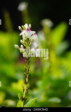 Pseuderanthemum reticulatum (gelsomino giapponese, melati jepang) con sfondo naturale Foto Stock