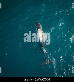 Megattere e polpaccio aereo drone colpito dormendo sulla superficie dell'oceano in Australia, nuovo Galles del Sud. Foto Stock