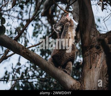 Koala allo stato selvatico con alberi di gomma sulla Great Ocean Road, Australia. Da qualche parte vicino al fiume Kennet. Victoria, Australia. Foto Stock