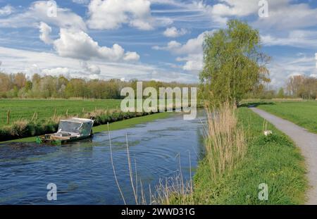 Piante acquatiche diserbanti sul fiume Niers, riserva naturale di Niersaue vicino a Wachtendonk, regione del basso Reno, Germania Foto Stock