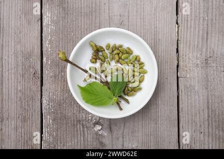 Primo piano di boccioli e foglie di nocciole in una ciotola bianca Foto Stock