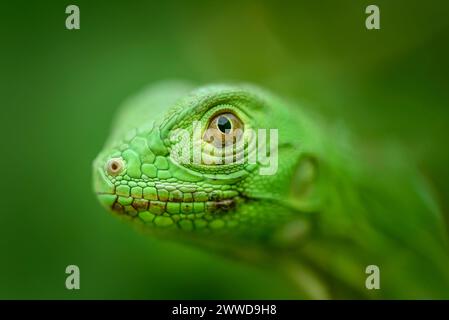 Cucciolo di iguana in primo piano con sfondo verde. Biodiversità sudamericana e brasiliana Foto Stock