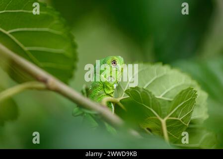 Cucciolo di iguana in primo piano con sfondo verde. Biodiversità sudamericana e brasiliana Foto Stock