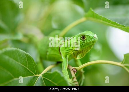 Cucciolo di iguana in primo piano con sfondo verde. Biodiversità sudamericana e brasiliana Foto Stock