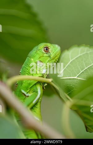 Cucciolo di iguana in primo piano con sfondo verde. Biodiversità sudamericana e brasiliana Foto Stock