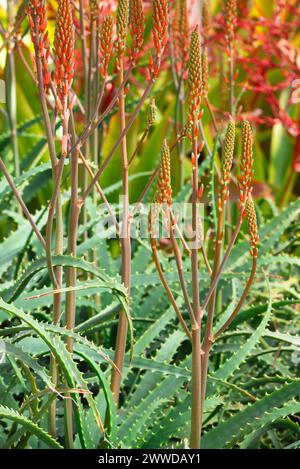 Rosso brillante arancio Aloe Arborescens Cactus Flowers nel campo della natura Foto Stock