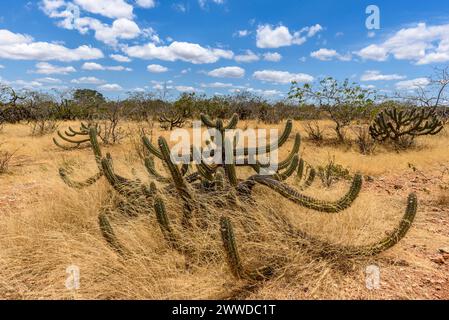 Bioma brasiliano Caatinga, vegetazione tipica con cactus xique-xique nello Stato di Paraíba, Brasile. Foto Stock