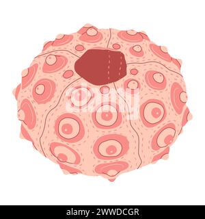 Ricci di mare, illustrazione vettoriale piatta per il vostro progetto. conchiglia rosa isolata su sfondo bianco. Sotto il mare. Isolato su sfondo bianco. Illustrazione vettoriale Illustrazione Vettoriale