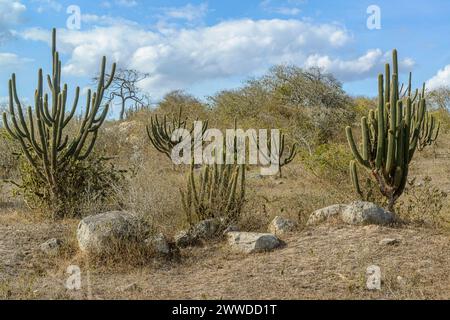 Bioma brasiliano Caatinga, vegetazione tipica con cactus xique-xique nello Stato di Paraíba, Brasile. Foto Stock