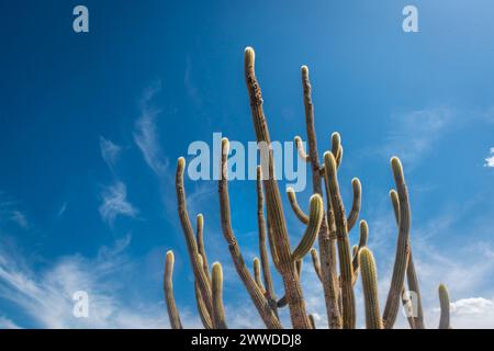 Cactus, rocce e vegetazione tipica della Caatinga Biome brasiliana nello Stato di Paraiba, Brasile. Foto Stock