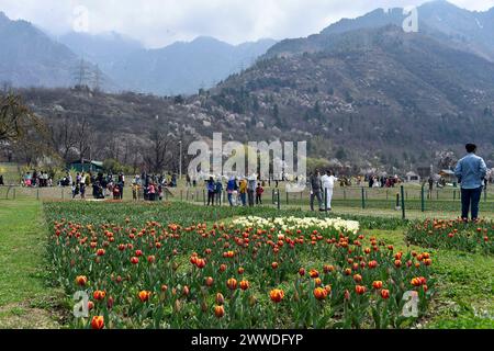 Nuova Delhi, India. 23 marzo 2024. SRINAGAR, INDIA - 23 MARZO: Il più grande giardino dei tulipani dell'Asia, aperto al pubblico il 23 marzo 2024 a Srinagar, India. Secondo i funzionari, quest'anno il giardino fiorirà con 17 fiori lakh di diverse varietà con un vanto di cinque nuove varietà di fiori quest'anno. (Foto di Waseem Andrabi/Hindustan Times/Sipa USA ) credito: SIPA USA/Alamy Live News Foto Stock