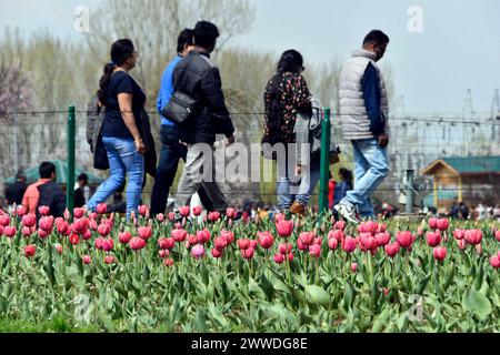 Nuova Delhi, India. 23 marzo 2024. SRINAGAR, INDIA - 23 MARZO: Il più grande giardino dei tulipani dell'Asia, aperto al pubblico il 23 marzo 2024 a Srinagar, India. Secondo i funzionari, quest'anno il giardino fiorirà con 17 fiori lakh di diverse varietà con un vanto di cinque nuove varietà di fiori quest'anno. (Foto di Waseem Andrabi/Hindustan Times/Sipa USA ) credito: SIPA USA/Alamy Live News Foto Stock