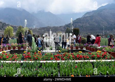 Nuova Delhi, India. 23 marzo 2024. SRINAGAR, INDIA - 23 MARZO: Il più grande giardino dei tulipani dell'Asia, aperto al pubblico il 23 marzo 2024 a Srinagar, India. Secondo i funzionari, quest'anno il giardino fiorirà con 17 fiori lakh di diverse varietà con un vanto di cinque nuove varietà di fiori quest'anno. (Foto di Waseem Andrabi/Hindustan Times/Sipa USA ) credito: SIPA USA/Alamy Live News Foto Stock