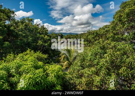 Colline lussureggianti di foresta pluviale con palme che si affacciano su un lago, Nicaragua Foto Stock