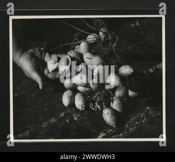 Betel-noci raccolte nella provincia di Tanga, Tanganica, che illustrano la diversificazione agricola e le pratiche colturali nel 1960. Foto Stock