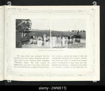 Allevamento Gunningrah Shorthorn mucche e vitelli nel nuovo Galles del Sud, Australia, 1920, che mostra pratiche di allevamento e di gestione del bestiame. Foto Stock