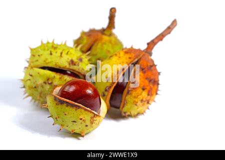 Ippocastano, Aesculus hippocastanum, isolata contro uno sfondo bianco Foto Stock