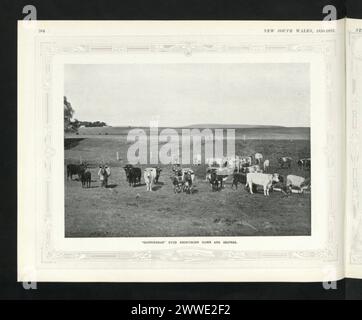 Gunningrah Stud Shorthorn mucche e giovenche nel nuovo Galles del Sud, Australia, 1920, illustrano l'allevamento di bovini e le pratiche di allevamento nell'azienda. Foto Stock
