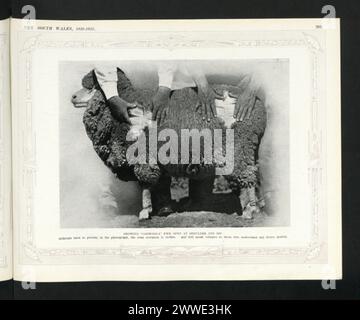 Fotografia che mostra una pecora di Carwoola nel nuovo Galles del Sud, Australia, 1920, con spalla e struttura dell'anca visibili e persino dentellatura, che illustra la conformazione delle pecore e la qualità dell'allevamento. Foto Stock